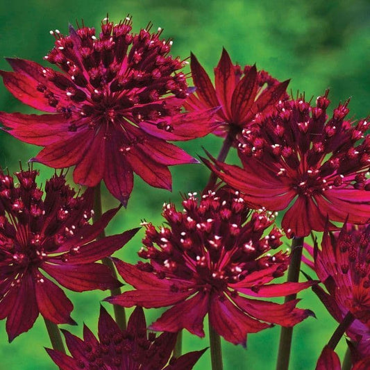 Astrantia Red Joyce