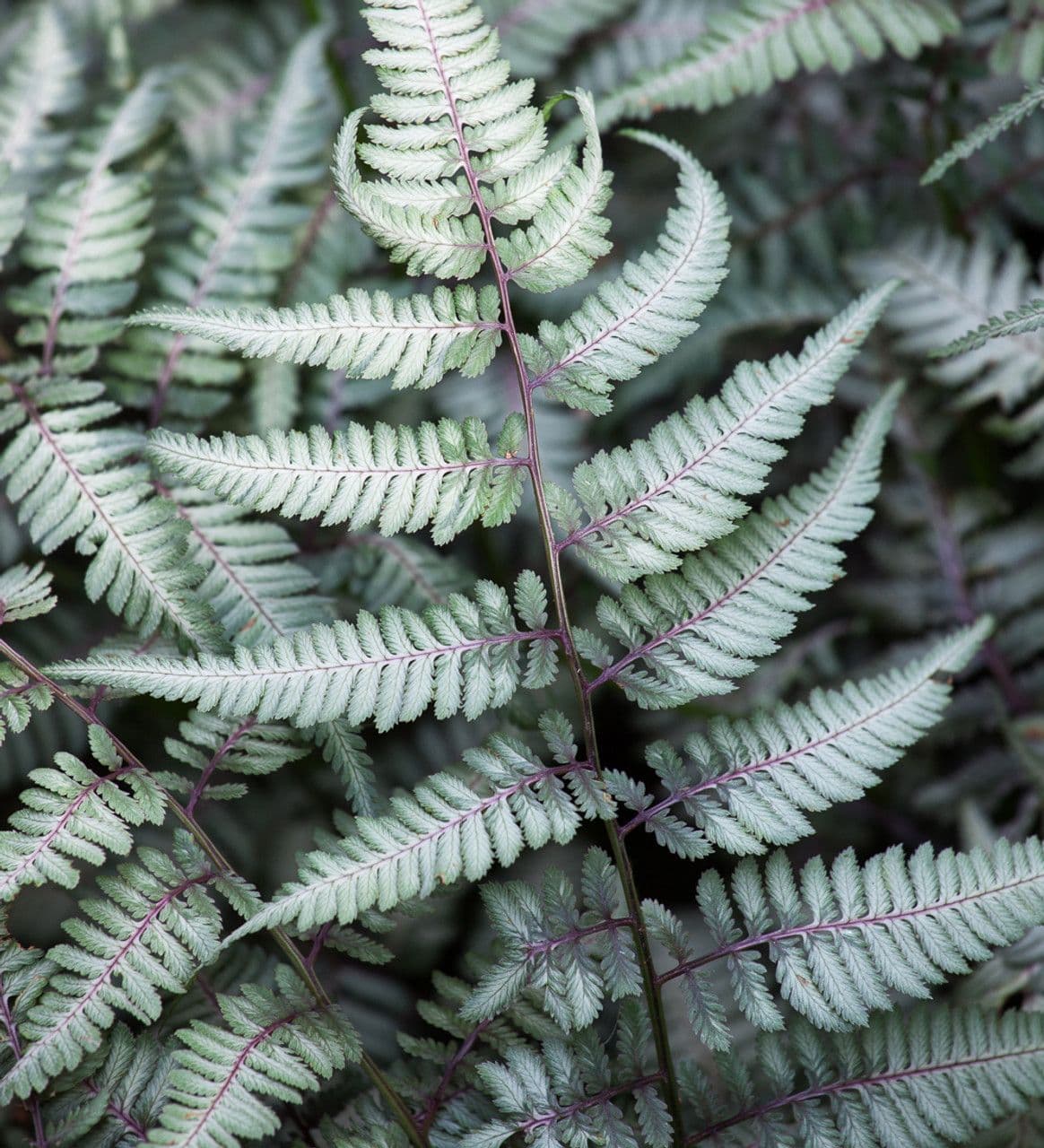 Ferns