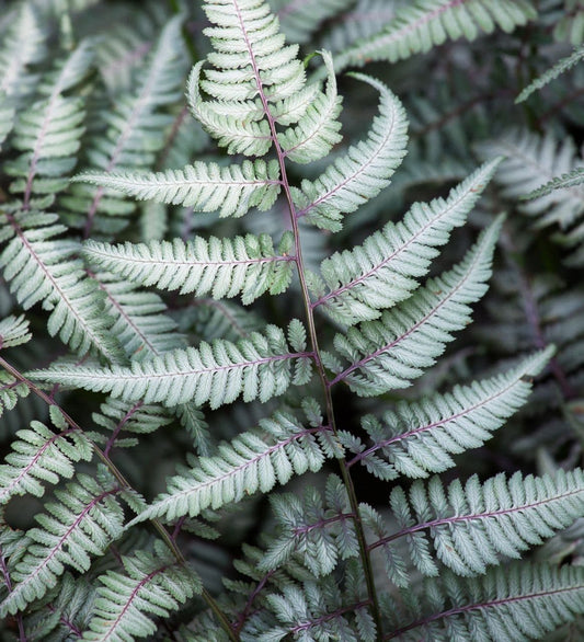 Athyrium metallicum