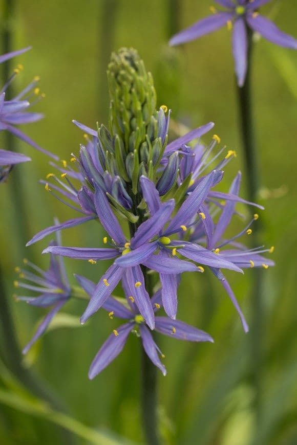 Camassia Caerulea