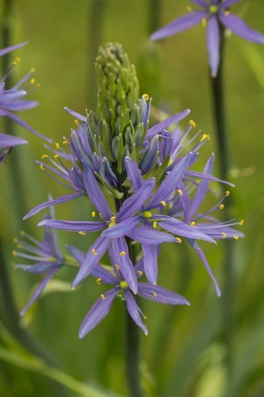 Camassia Caerulea