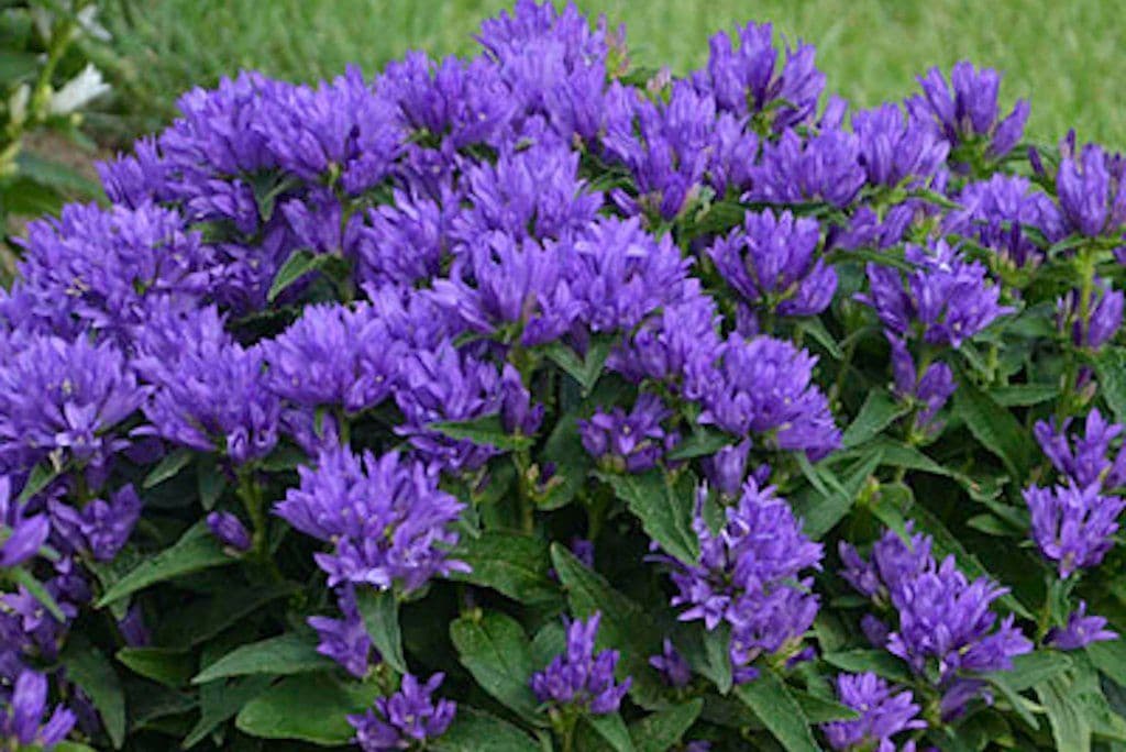 Campanula Freya