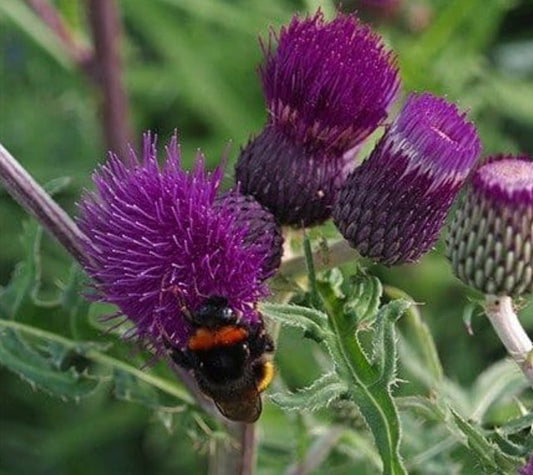 Cirsium Trevors Blue Wonder