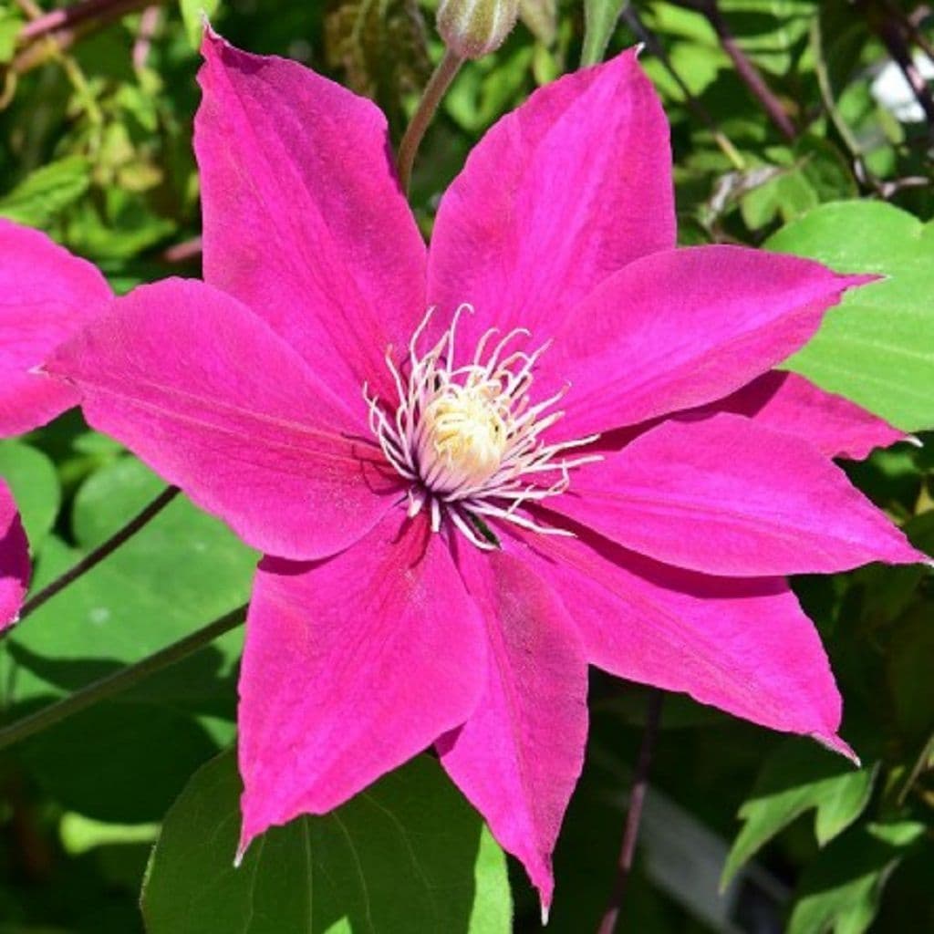 Clematis Acropolis