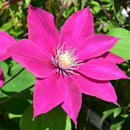 Clematis Acropolis