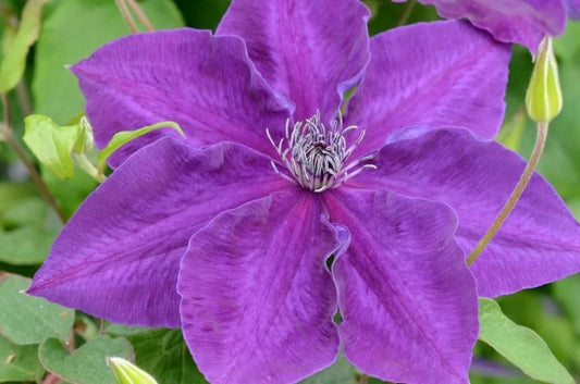 Clematis Amethyst Beauty