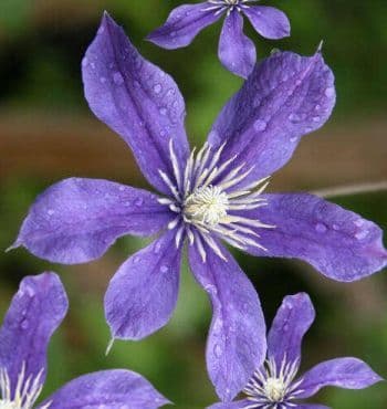 Clematis Arabella