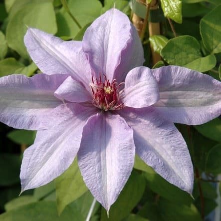 Clematis Bernadine
