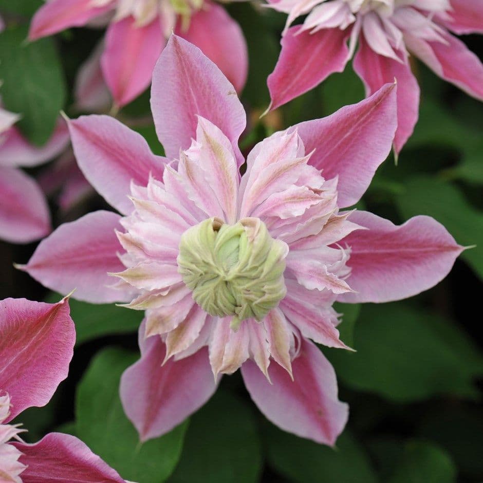 Clematis Josephine