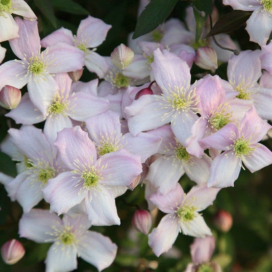 Clematis Montana Rubens