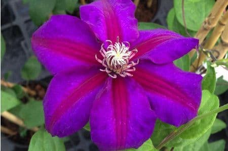 Clematis Mrs N.Thompson