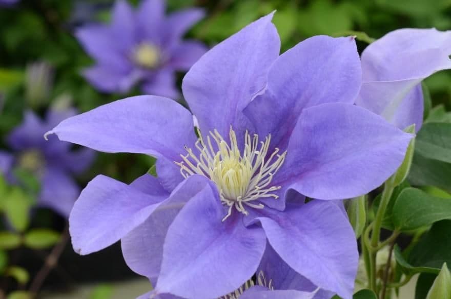 Clematis Olympia