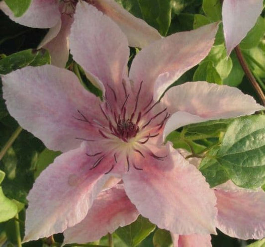 Clematis Pink Fantasy