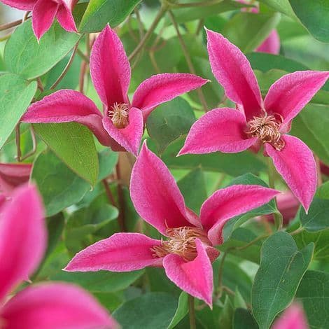 Clematis Princess Diana