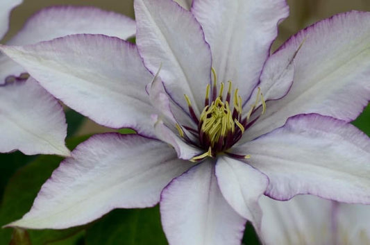 Clematis Samaritan Jo