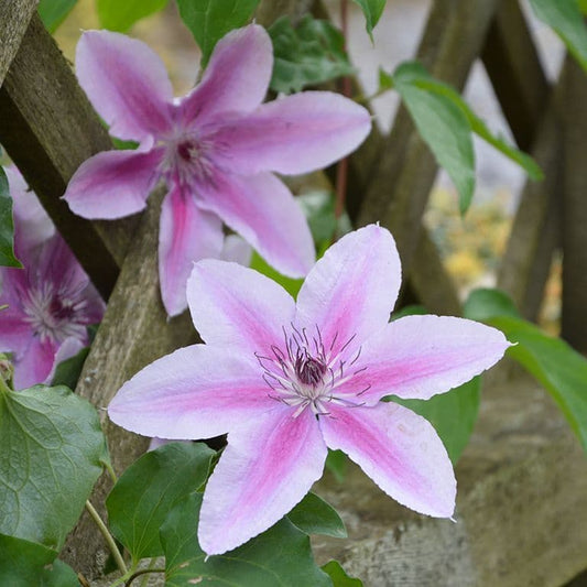 Clematis Yuan