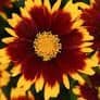 Coreopsis Uptick Red