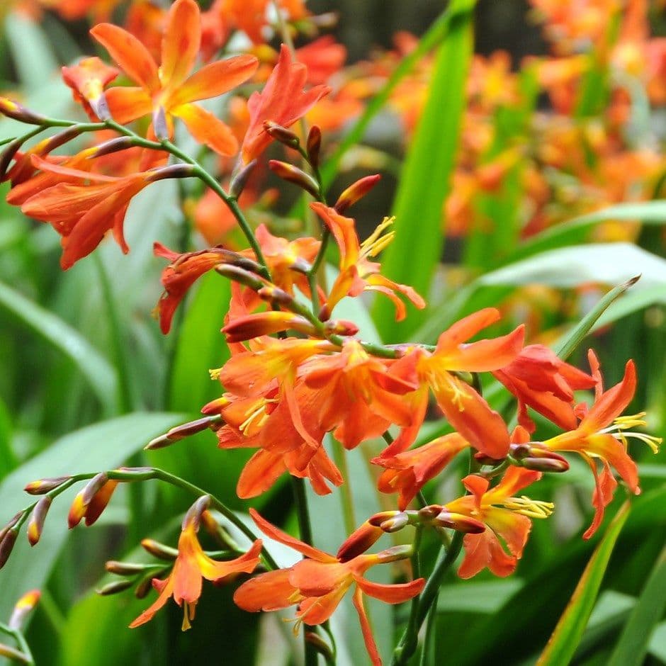 Crocosmia Carmin Brilliant