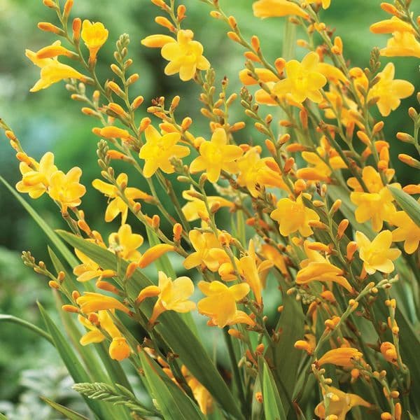 Crocosmia Honey Angels