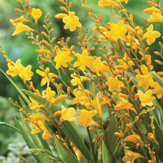 Crocosmia Honey Angels