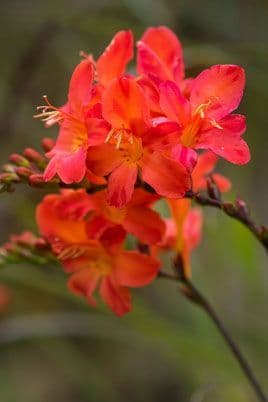 Crocosmia Limpopo