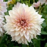 Dahlia Cafe au Lait