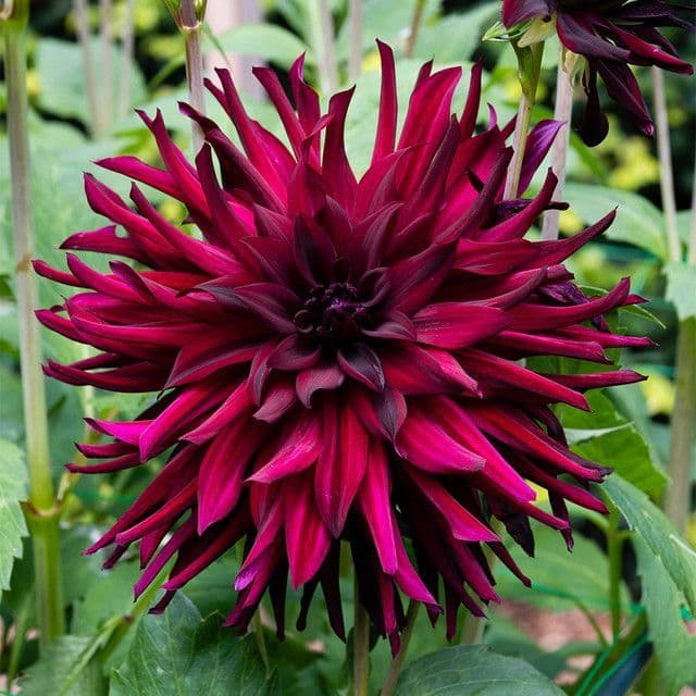 Dahlia Chat Noir