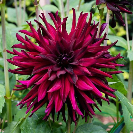 Dahlia Chat Noir