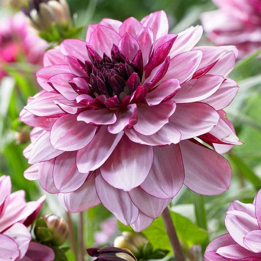 Dahlia Creme de Cassis