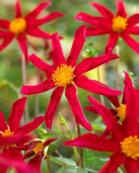 Dahlia Honka Red