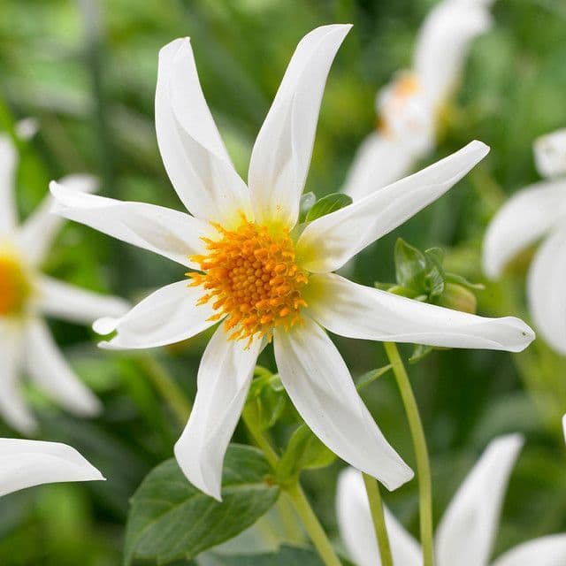 Dahlia Honka White