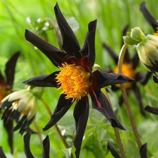 Dahlia Verrones Obsidian