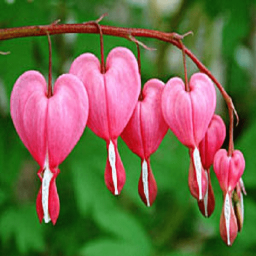 Dicentra Spectabilis
