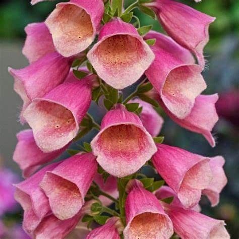 Digitalis Arctic Fox Rose