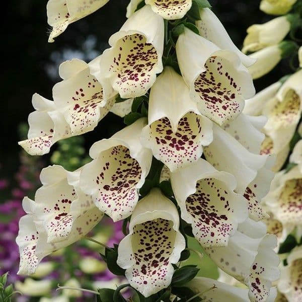 Digitalis Dalmation Cream