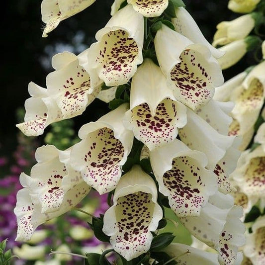 Digitalis Dalmation Cream