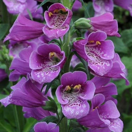 Digitalis Dalmation Purple