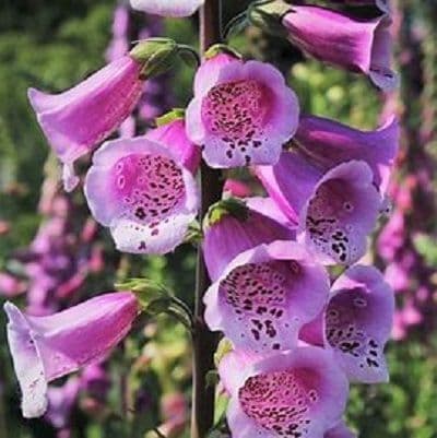 Digitalis Panther
