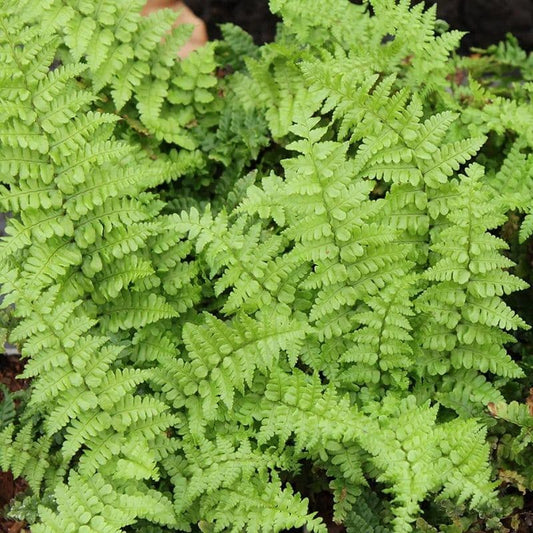 Dryopteris Crista the King