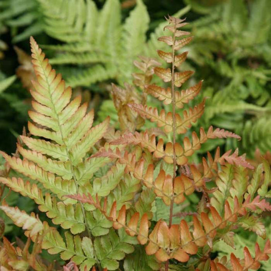 Dryopteris erythrosora Compact