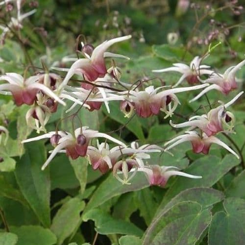 Epimedium Domino