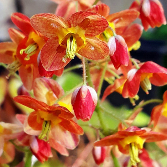 Epimedium Ellen Willmott