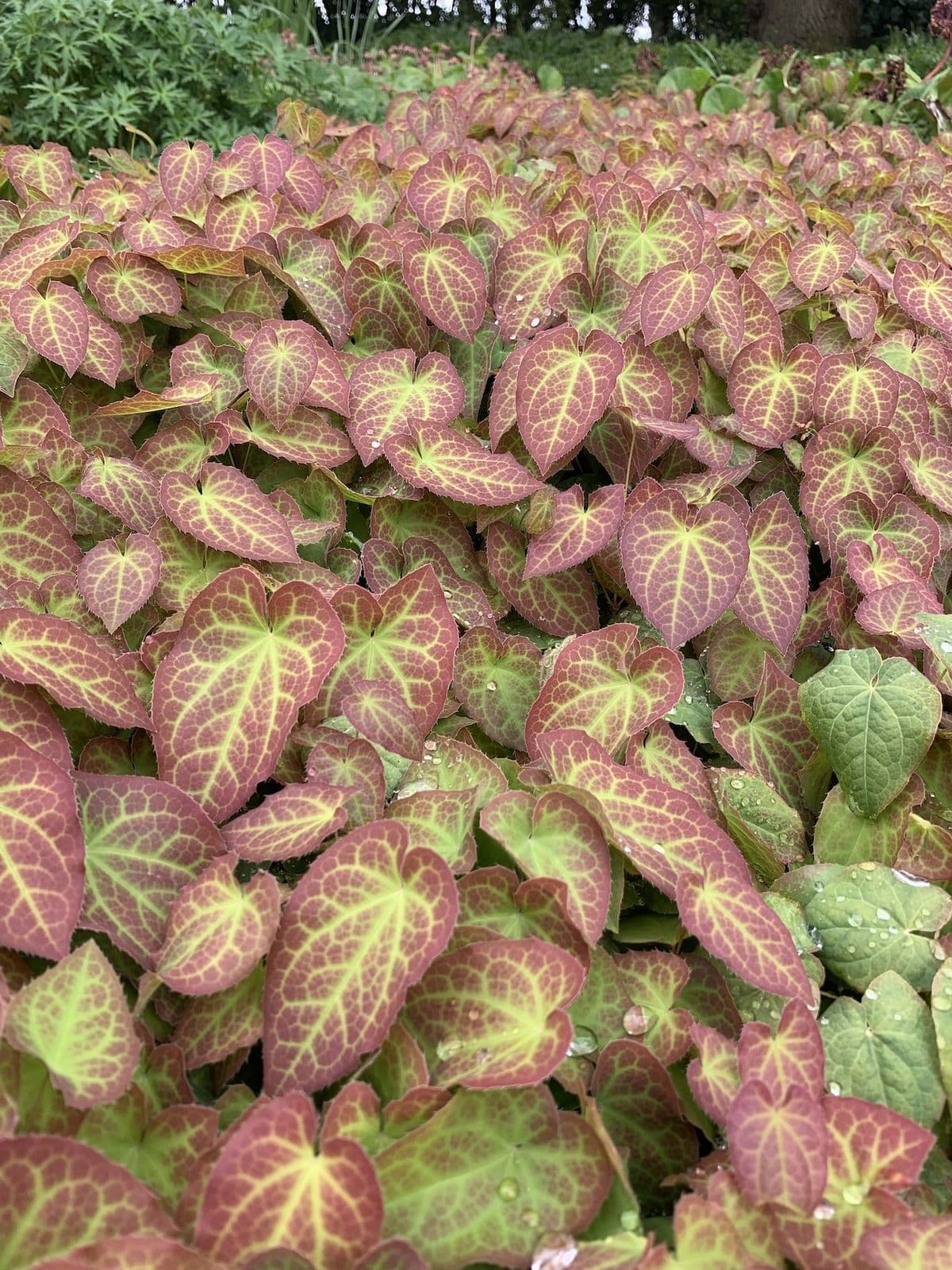 Epimedium Frohnleiten