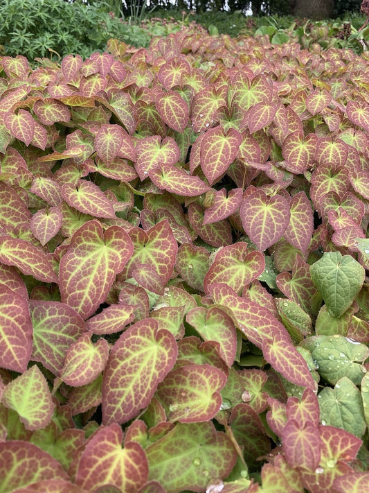 Epimedium Frohnleiten