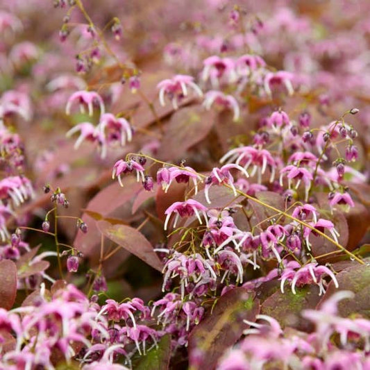 Epimedium Pretty in Pink
