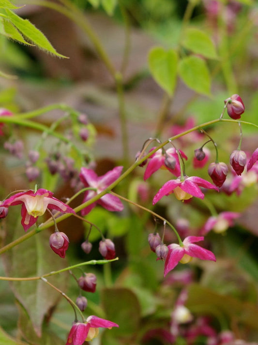 Epimedium Rubrum