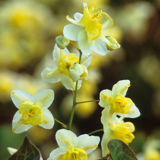 Epimedium Sulphureum