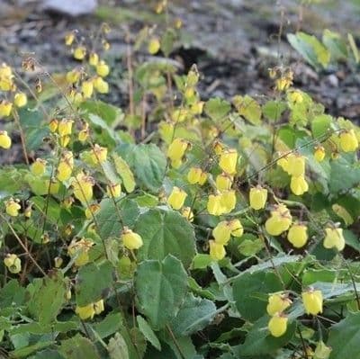 Epimedium Sunny  and Share