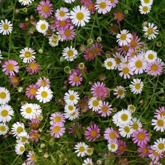 Erigeron Karvinskianus