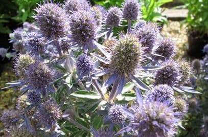 Eryngium Blue Hobbit